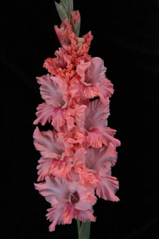 Гладиолус Меланхолия