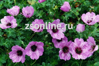 Изображение загружено обработкой по данным файла Excel