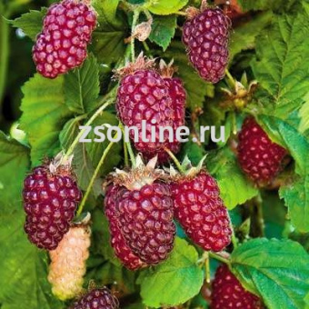 Изображение загружено обработкой по данным файла Excel