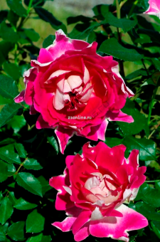 Изображение загружено обработкой по данным файла Excel