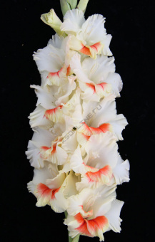 Гладиолус Магистр