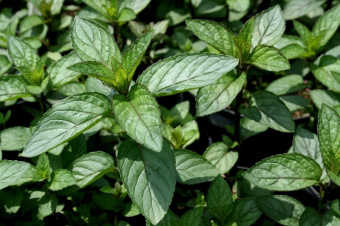 Мята перечная Chocolate, зеленый лист,