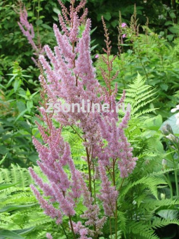 Изображение загружено обработкой по данным файла Excel