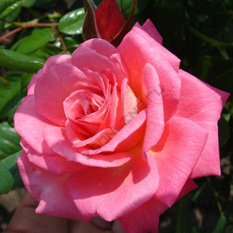 Роза плетистая Шогун/ЦКор