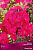 Флокс метельчатый Юник Ред (цветки яркие, малиново-красные, куст компактный) 1шт