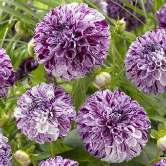 Георгин Ball 71507, 1шт