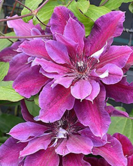 Клематис ботанический Май Бьюти