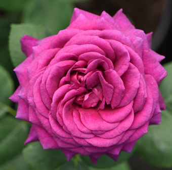 Роза чайно-гибридная Парфюм де Грасс