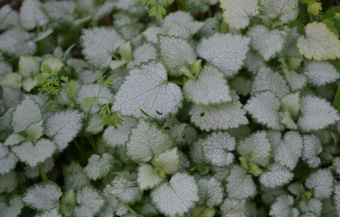 YAsnotka-krapchataya-Beacon-Silver-Lamium-maculatum-Beacon-Silver-3