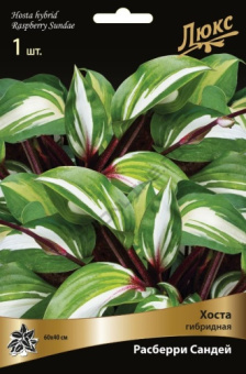 hosta_gibrid_rrasberry_sandey_kaper