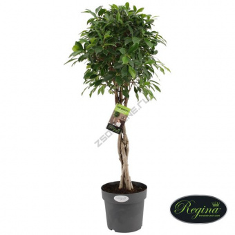 228834 фик нитида