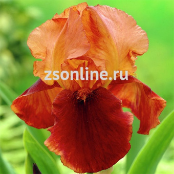 Изображение загружено обработкой по данным файла Excel