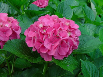 2dff3129de284d034fc89ec3bb56ebf1--hydrangea-varieties-blue-hydrangea