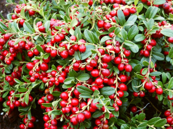 Vaccinium vitis idaea Red Pearl 01