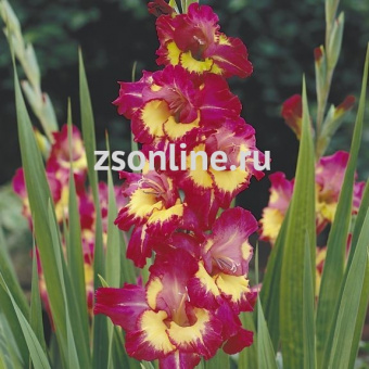 Изображение загружено обработкой по данным файла Excel