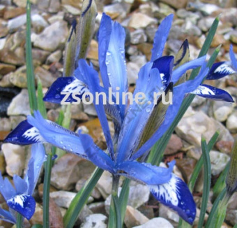 Изображение загружено обработкой по данным файла Excel