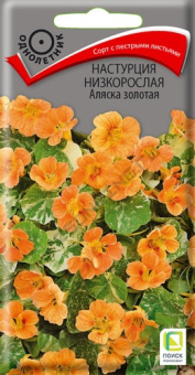 nastrucia_nizkorosl_alyaska_zolotaya