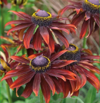 Рудбекия волосистая Морено