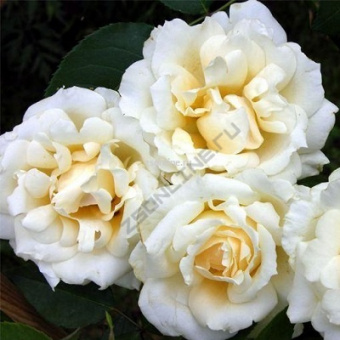 Изображение загружено обработкой по данным файла Excel