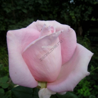 Изображение загружено обработкой по данным файла Excel