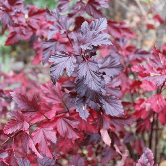 Physocarpus opulifolius Summer Wine3-800x800