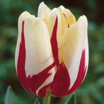 Тюльпан Простой поздний Уорлд Экспрешн, 10 шт