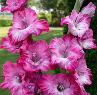 Гладиолус Наблус Раффл