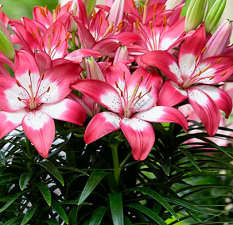 Лилия Азиатская Перфект Джой