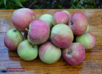 Яблоня Июльское Черненко