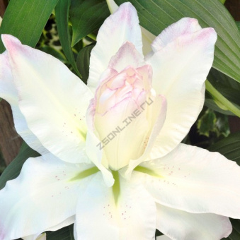 Лилия Восточная Сноуборд