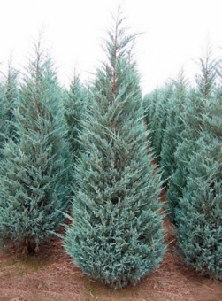 Можжевельник скальный Мунглоу, Juniperus scopulorum, в горшке 3л, 80-100 см