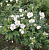 Роза морщинистая (Rosa rugosa Alba) C2/3 л