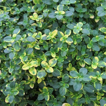 timian_limon_zambezi