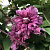 Клематис ботанический Пурпуреа Плена Элеганс, 2 л