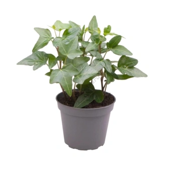 Плющ смесь,D9