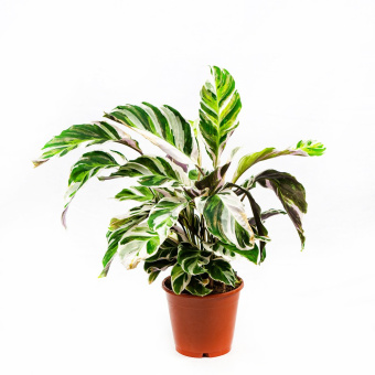 Калатея 12/40 см