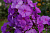 Флокс метельчатый Amethyst, лиловый, С 2, 80 см