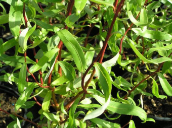 Ива вавилонская Урал
