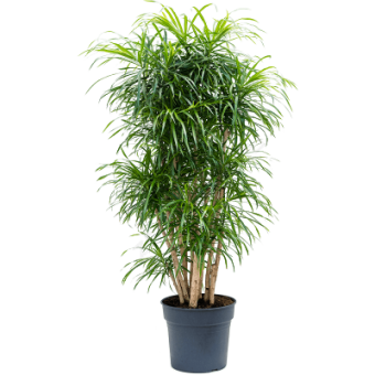 oop-europe-com-images-4PLANVT13-400x400