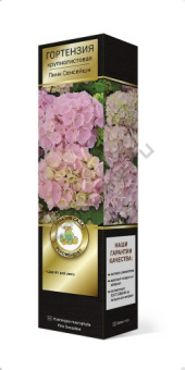 Гортензия крупнолистовая Пинк Сенсейшн/ЦКорЛюкс