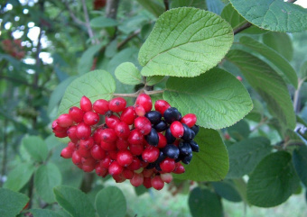 Калина Гордовина, Viburnum Iantana (30-40, C5,V)