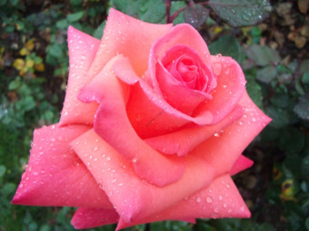 tres-belle-rose_1