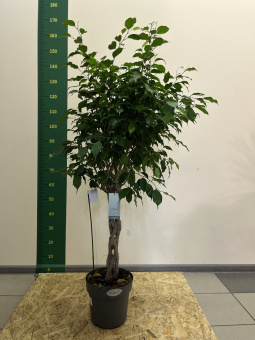 Фикус 24/100 см