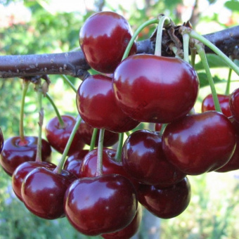 Вишня Ночка (дюк) V3,5л