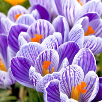 Крокус Крупноцветковый Пиквик