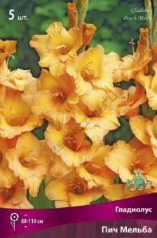 Гладиолус Пич Мельба 10-12/К 5шт
