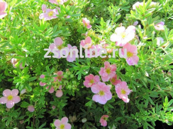 Изображение загружено обработкой по данным файла Excel