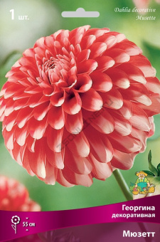 Георгин декоративный Мюзетт