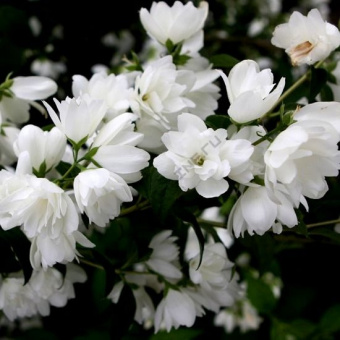 Жасмин садовый (Чубушник) Сноубель (С2)