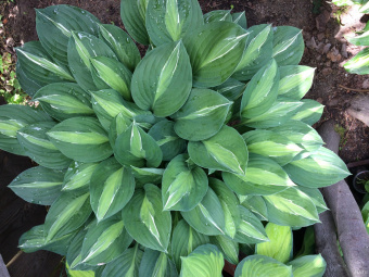 Хоста Стриптиз